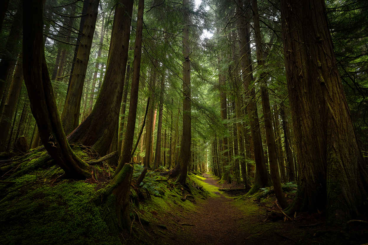 Schwarzwald Naturlandschaft — RheinWald Reisen